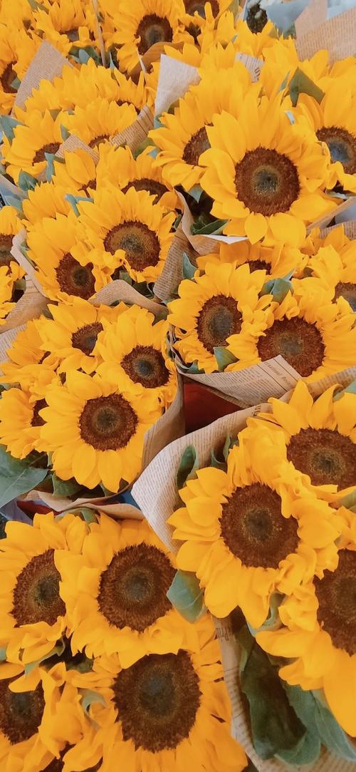 全面屏壁纸|手机屏保墙纸