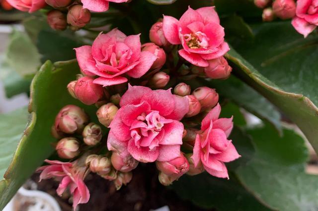 粉星长寿花粉色重瓣大花玫瑰叶2021年的新品种长寿花