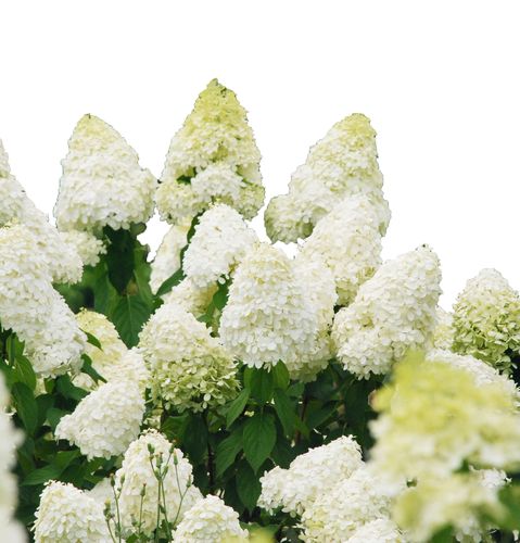 花园植物带花 加仑盆栽苗 1 号 1 冰淇淋 盆 2 虹越圆锥绣球 团购