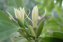 缅桂花树