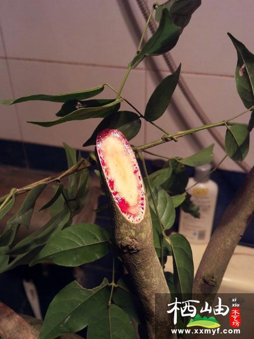 别墅庭院设计绿色植物鸡血藤