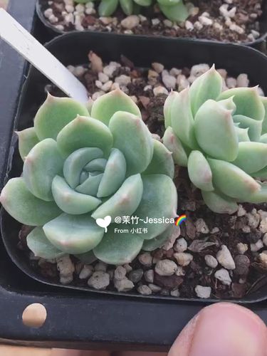 麻薯 多肉 无意中抢到一颗05_麻薯_jessica怎么样_家居家装_家居