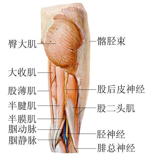 臀部大腿浅神经血管解剖-人体解剖图