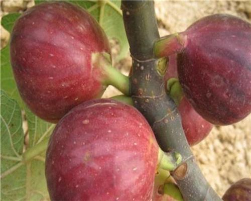 > 玛斯义陶芬无花果苗玛斯义陶芬无花果苗价格图片