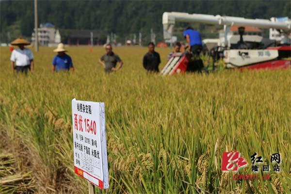 30日讯(隆回站记者 胡权)9月29日上午,隆回县羊古坳镇雷峰村超级稻