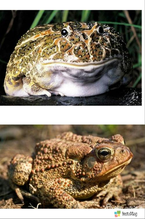 [开心一笑]青蛙与癞蛤蟆有什么区别?