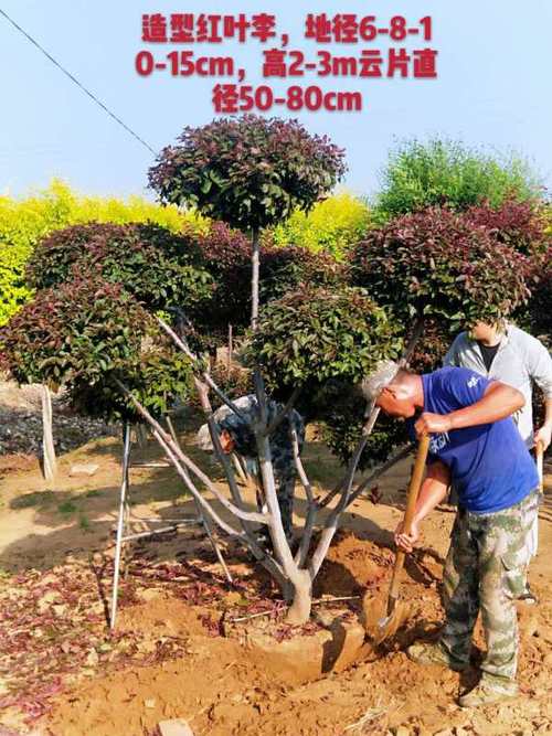 批发造型树 红叶李造型树价格 三层云片造型上车价
