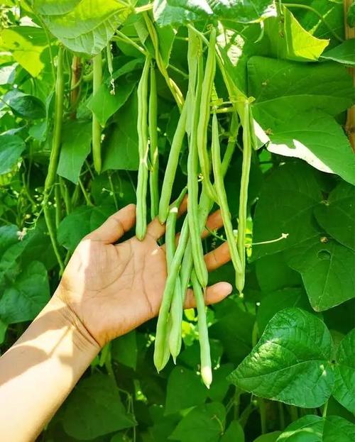 这款四季豆好品种现在种正