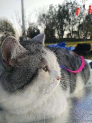 非售—南昌短毛猫