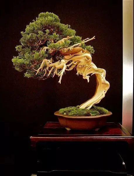 全球顶尖禅意盆景太有感觉了