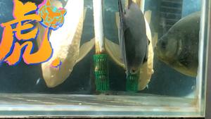 此鱼只出自提.巴西 普黑 紫罗兰 黑食水虎,28公分.