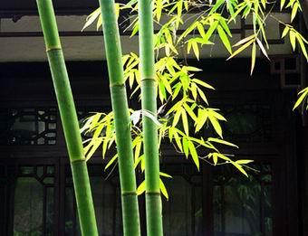 悟竹新诗二首