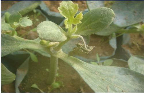 西瓜苗期常见病害防治措施