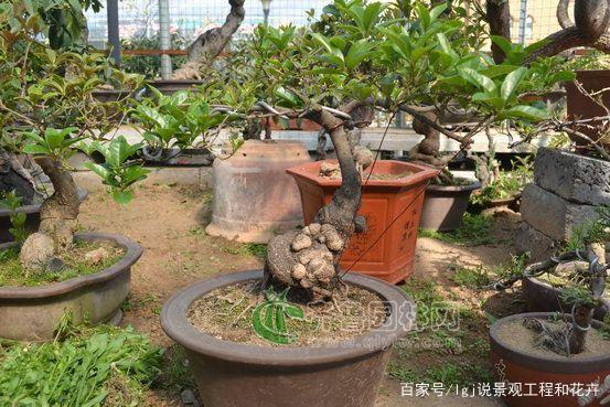 流苏老桩嫁接桂花