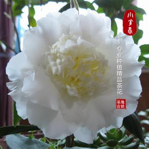 白天鹅赛牡丹山茶花 span class=h>盆栽 /span>卉珍贵稀有品种树苗木