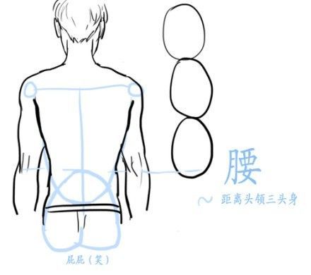 【人体教材】人体肩部腰部机构和肌肉群的理解~很不错的教材~推荐给
