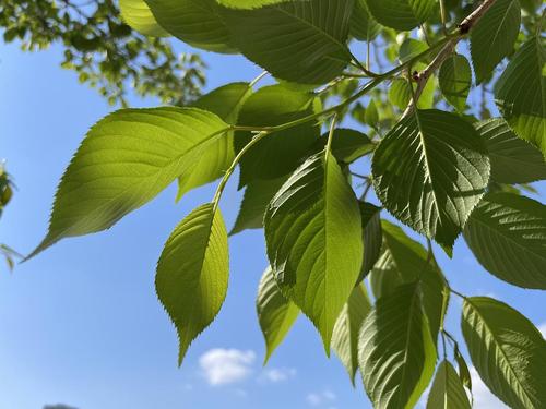 阳光透过樱花树的新叶