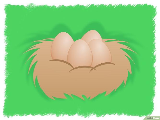 自己怎么样才能够将鸡蛋孵化成为小鸡?