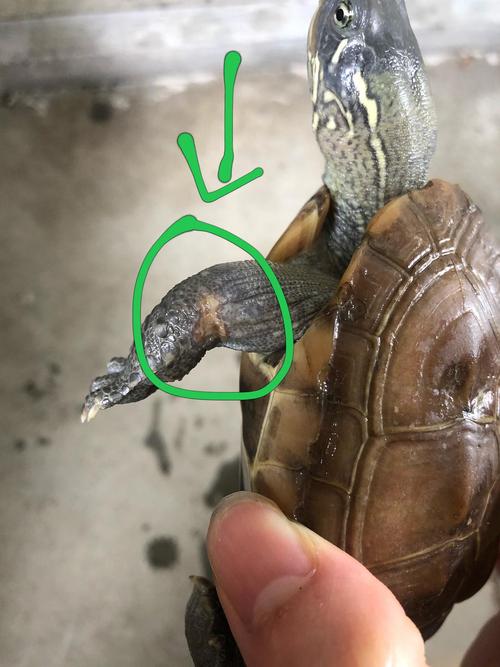 几天没看乌龟皮肤病了吗