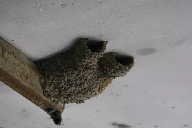 这种侧面开口的瓶状巢,则是金腰燕的.