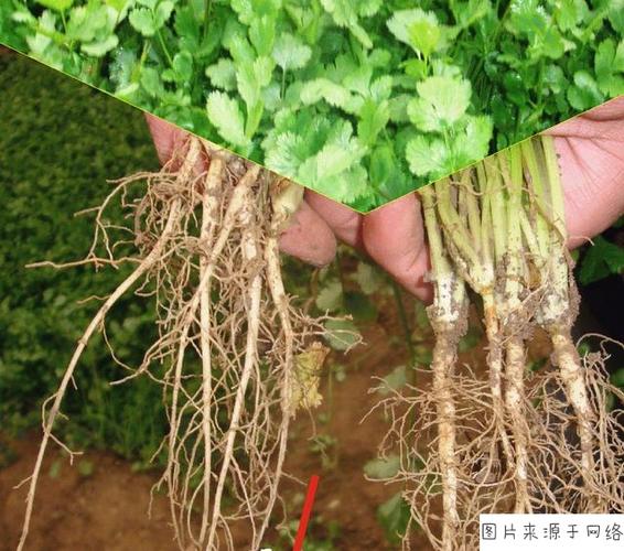 如何刺激盆栽植物根系发达?