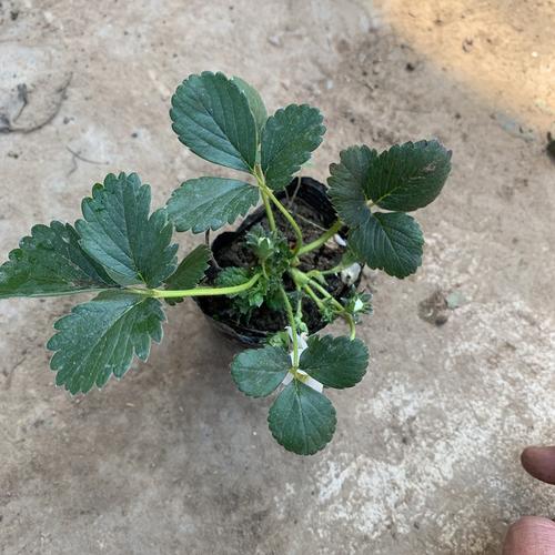 瑶草奇花草莓苗盆栽带土四季南北方种植当年结果食用奶油草莓秧阳台带