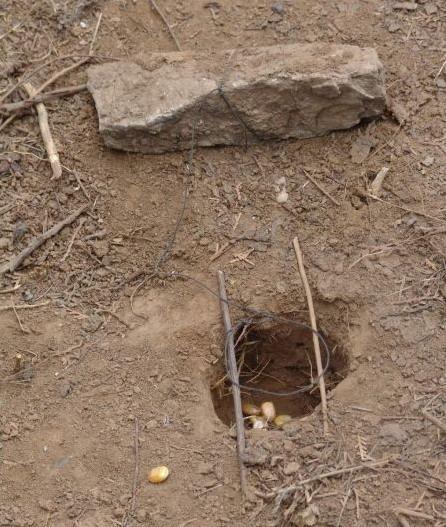 图解陷阱~~~下套