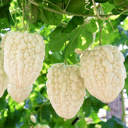 台湾苹果苦瓜种籽白苦瓜甘甜水果种孑子阳台盆栽农家四季春播特大