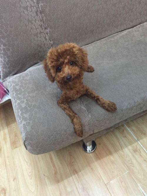 6个月泰迪哥哥体型较小求好心人领养