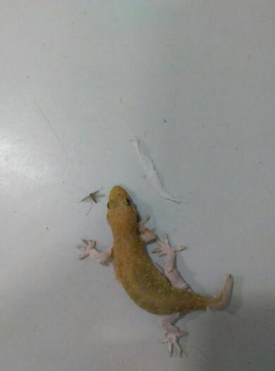 小壁虎在脱皮,担心被人踩到,把他带到家里,给他喂蚊子