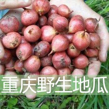 四川现摘亿雪青野生地瓜现发野地果地石榴重庆地枇杷地瓜泡带泥发货