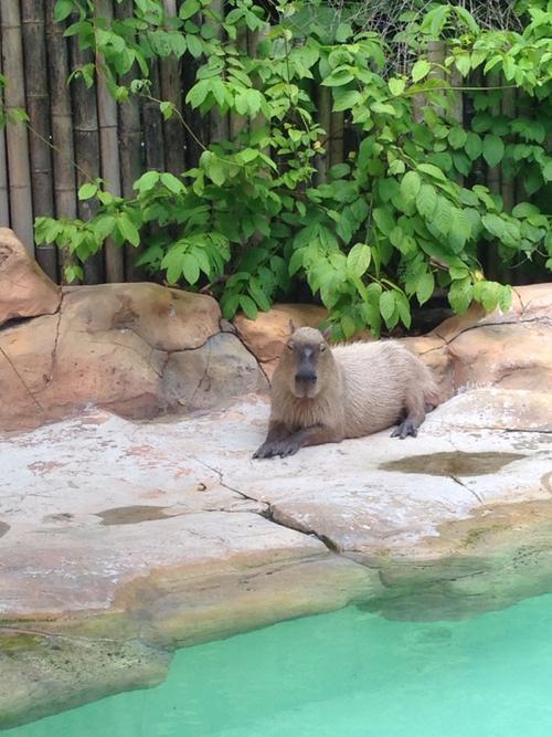 游珠海隆动物园