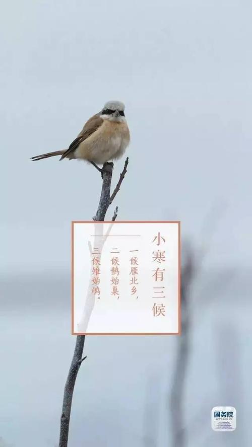 小寒三候:雁北乡,鹊始巢,雉始雊69小寒,十二月节,寒字下面两点是冰