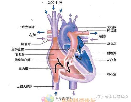 脉搏 动脉 桡动脉和颈动脉 每搏输出量 心输出量 心脏的电传导系统 窦