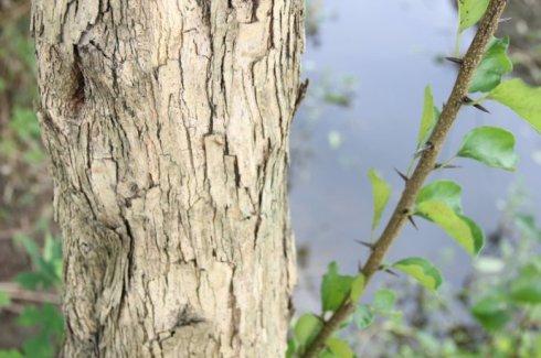 植物名称考释(14):柘树(柞棫刺)