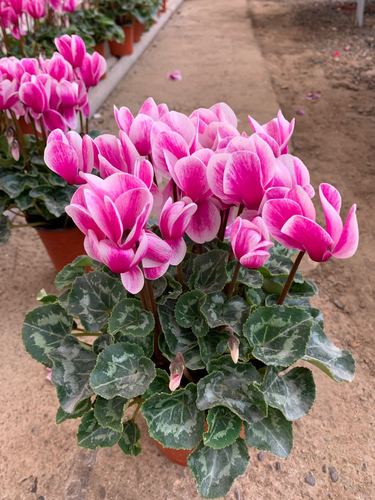 仙客来盆栽室内盆栽绿植 小型带香味 批发仙客来花卉 观花植物