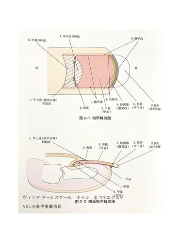 到底发生了什么让指甲颜色变成这样?_美甲_甲床_仙女