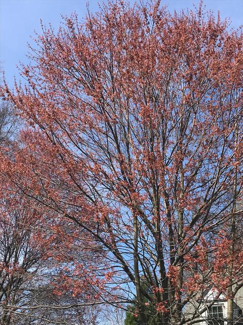 枫树的树冠挂满种荚.