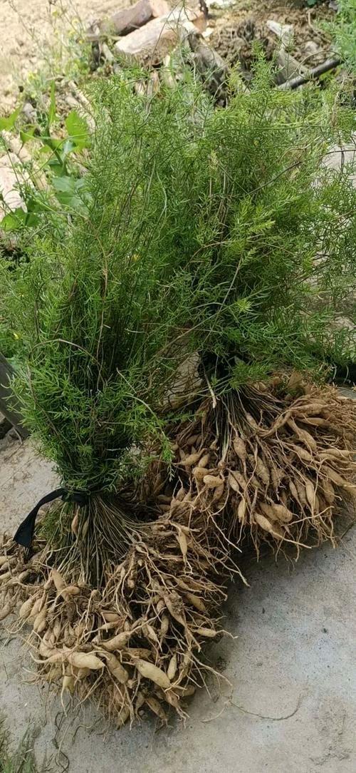 天门冬是一种什么样的植物