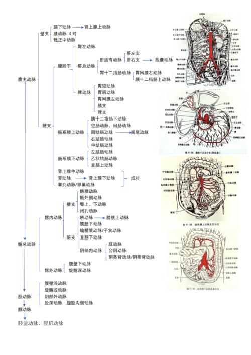 全身主要动脉分布及解剖图片.doc 2页