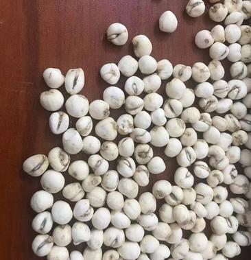 野生贝母 川贝母 0.2～9.3规格标准川贝