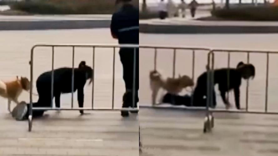 网曝深圳一女子和狗同拴一根绳跪地爬行边爬边学狗叫警方已找到女子