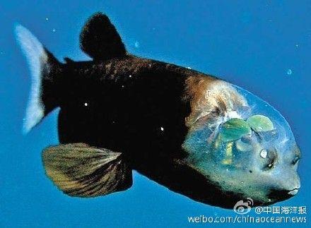 神奇的海洋生物# 【桶眼鱼】又被称为幽灵鱼,以凸出