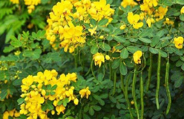 走近中药,认识一下"疏风明目"的决明子,还有哪些特点?