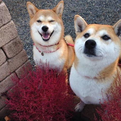 它们的日常对于单身狗来说简直能造成100万点伤害,这两只柴犬这么腻