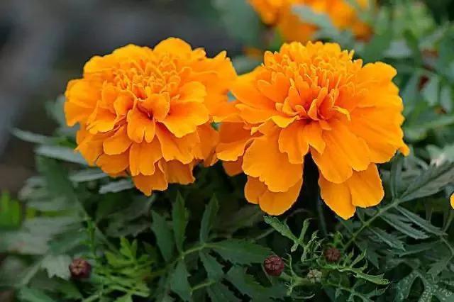 多姿多彩的万寿菊