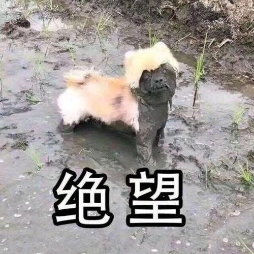 看球必备表情包 不能只有我一个人破防