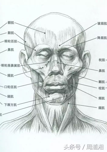 正能量教程素描头骨各知识点汇总