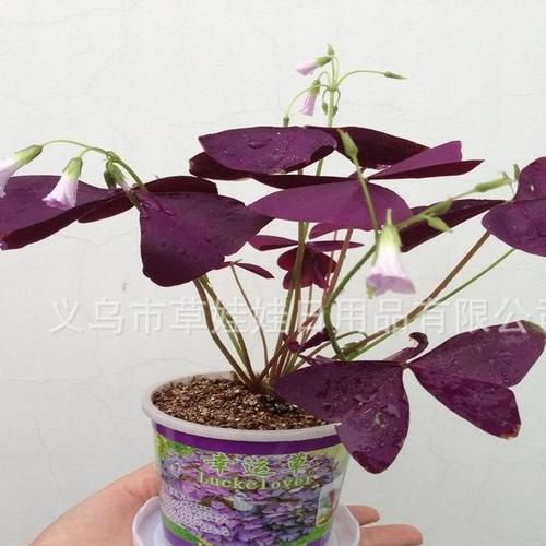 草娃娃 宝贝花草 台湾太空花卉 魔法种子 微型盆栽 宝贝水果