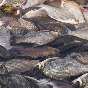 基地批发鳊鱼苗 供应优质鳊鱼活苗 淡水鱼苗 三角鳊鱼苗